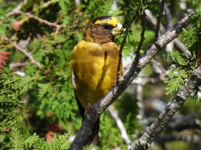 Evening Grosbeak - ML641039523