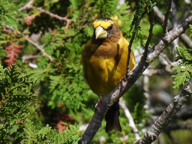 Evening Grosbeak - ML641039524