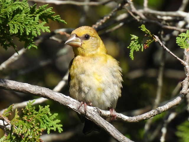 Evening Grosbeak - ML641039525
