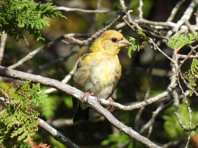 Evening Grosbeak - ML641039526
