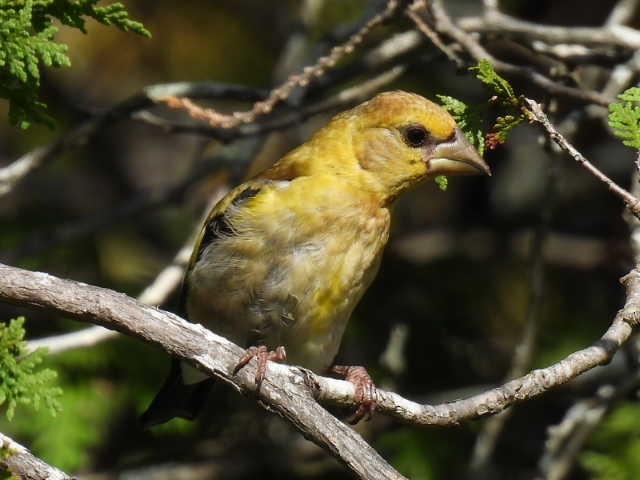 Evening Grosbeak - ML641039527