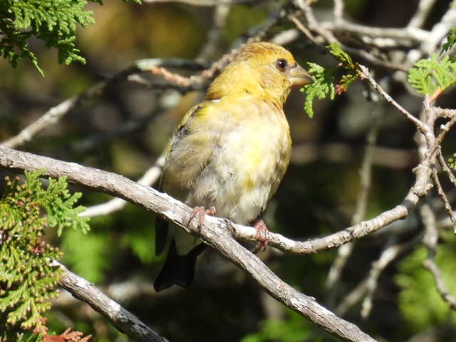 Evening Grosbeak - ML641039528