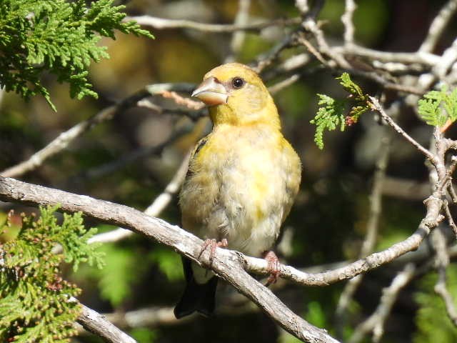 Evening Grosbeak - ML641039529