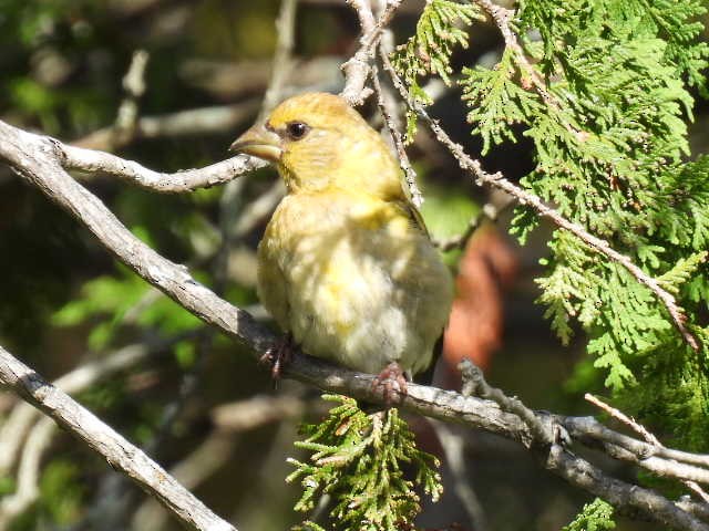 Evening Grosbeak - ML641039530