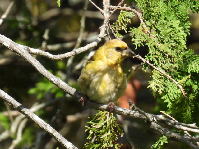 Evening Grosbeak - ML641039531