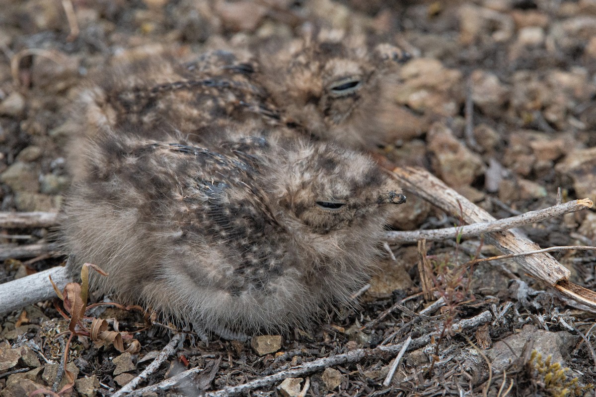 Common Nighthawk - ML641039535
