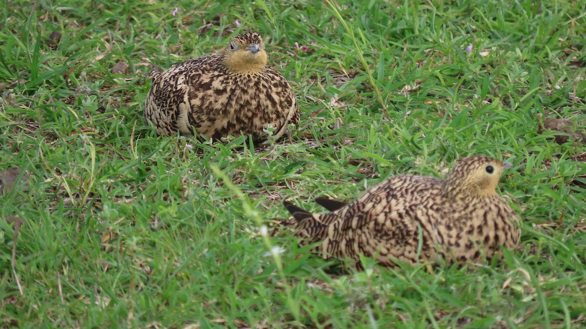 Chestnut-bellied Sandgrouse - ML641039539