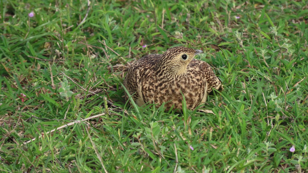 Chestnut-bellied Sandgrouse - ML641039540