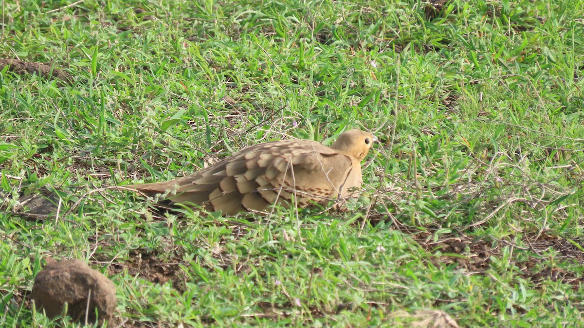 Chestnut-bellied Sandgrouse - ML641039541