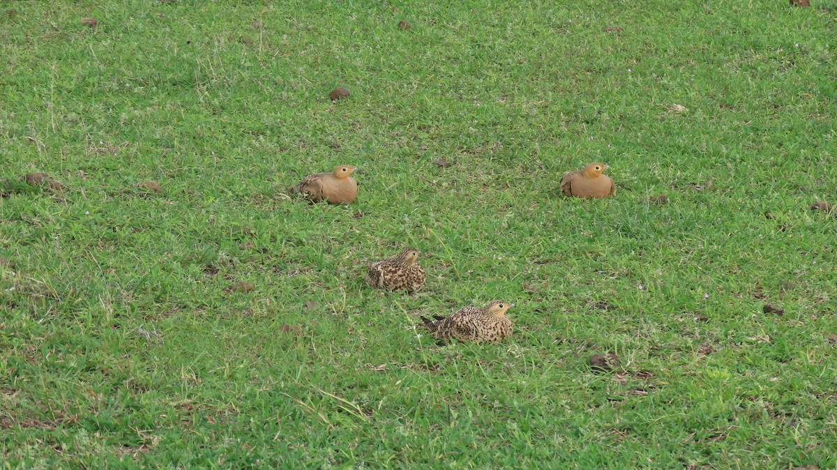 Chestnut-bellied Sandgrouse - ML641039542