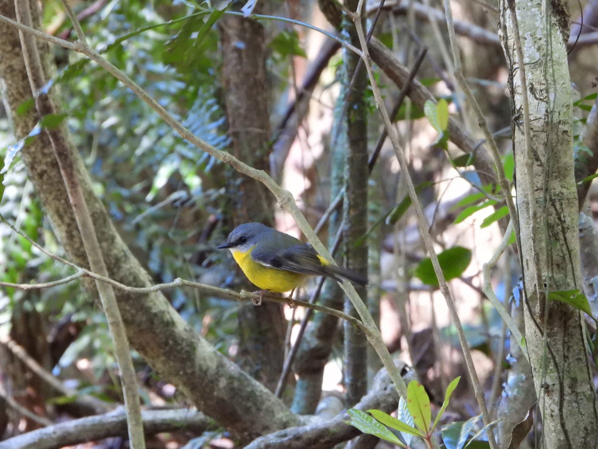 Eastern Yellow Robin - ML641039566