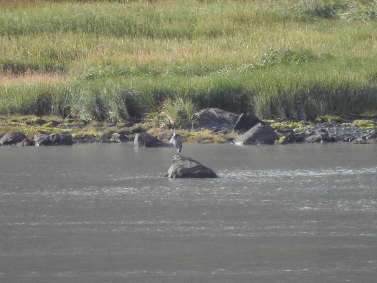 Great Blue Heron - ML641039609