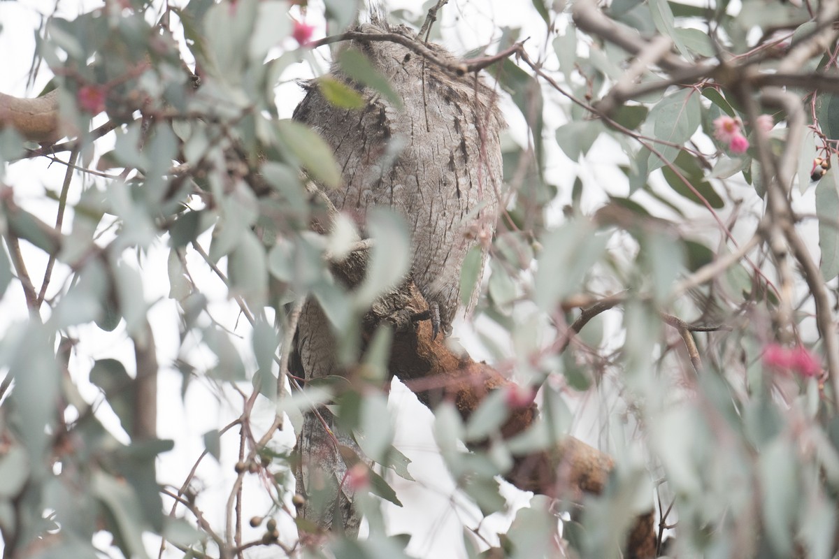 Tawny Frogmouth - ML641039625
