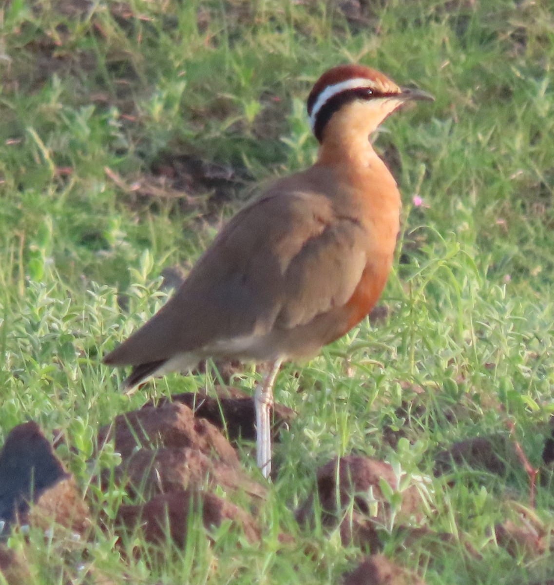 Indian Courser - ML641039627