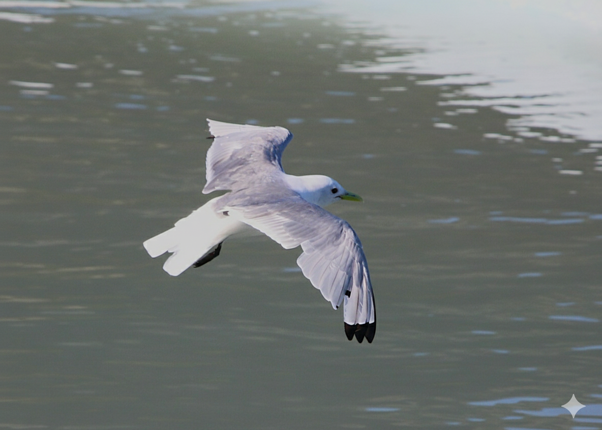 Black-legged Kittiwake - ML641039634