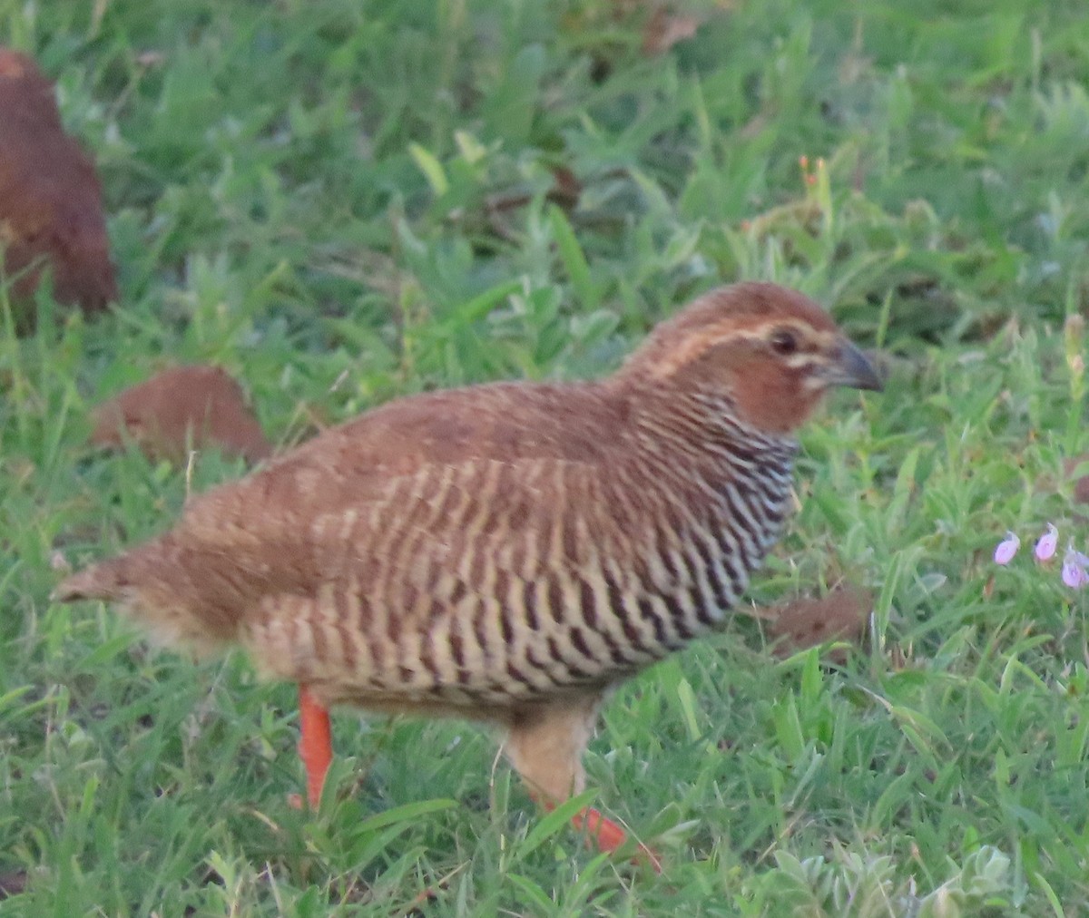 イワヤブウズラ - ML641039637