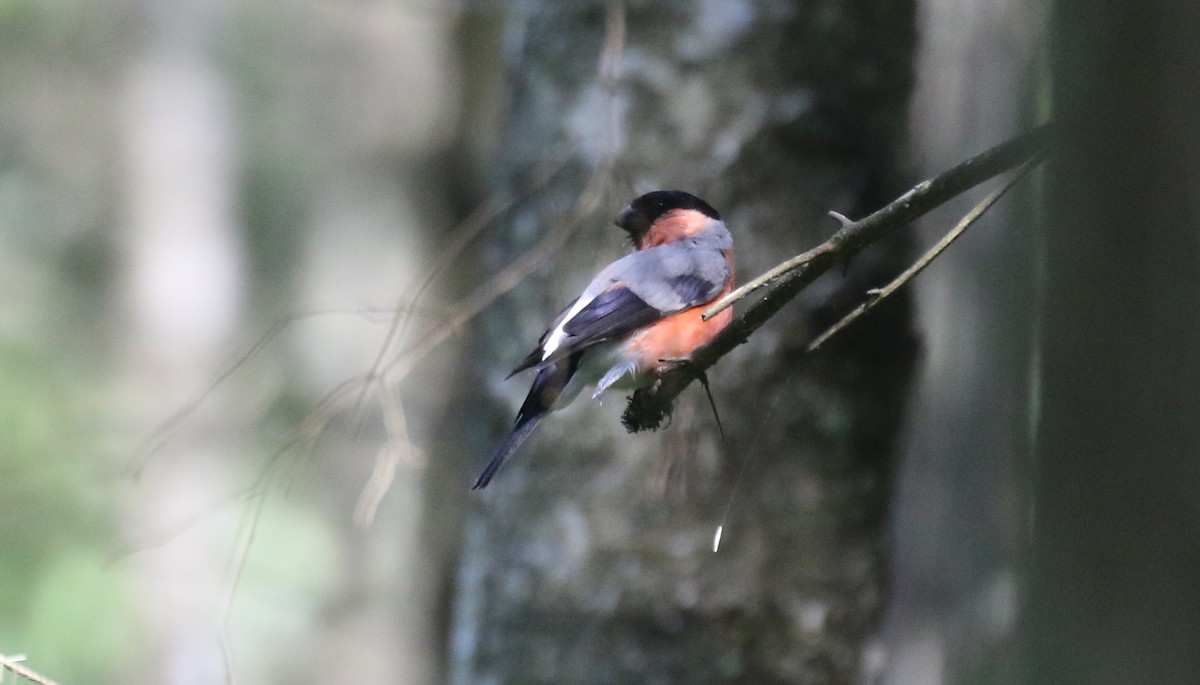 Eurasian Bullfinch - ML641039660