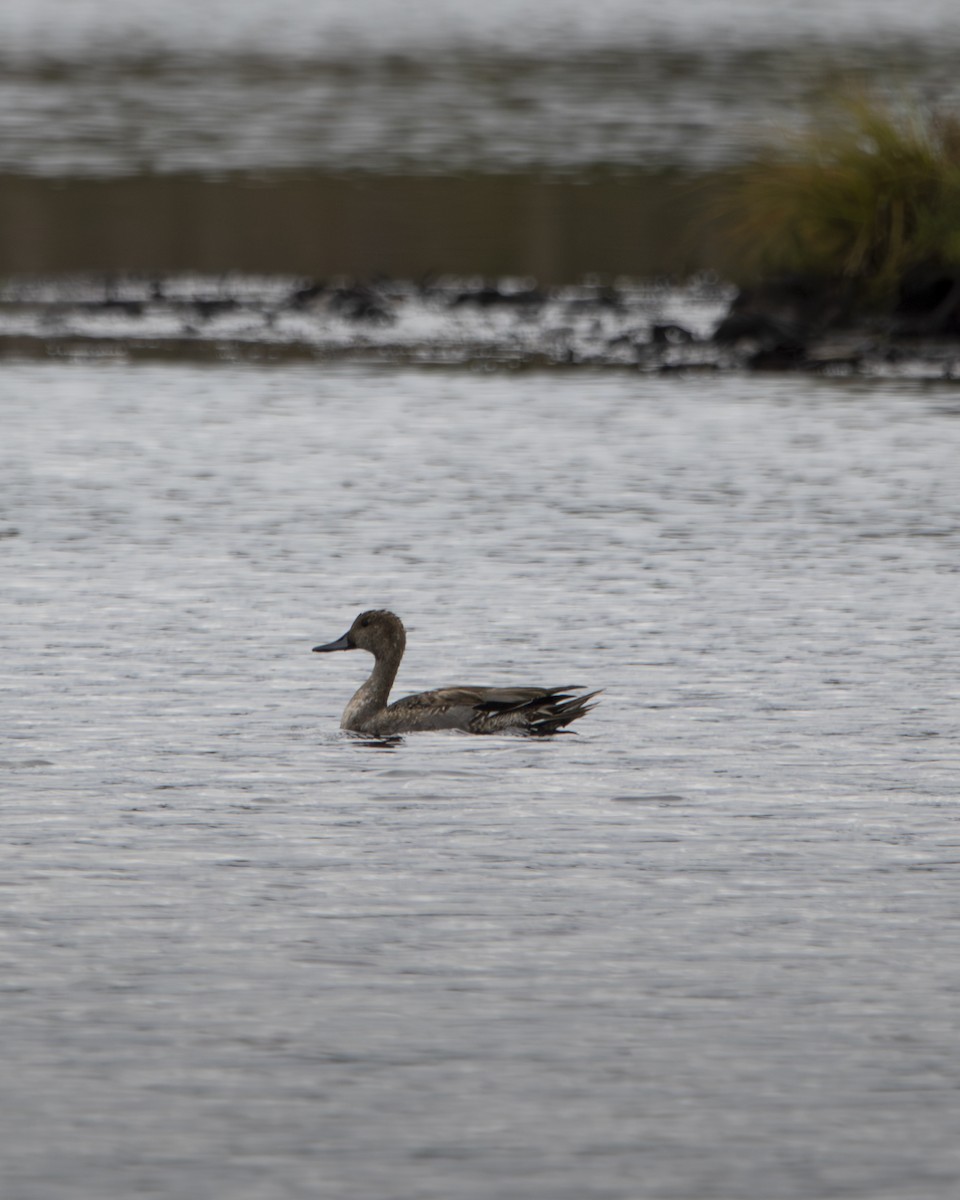 Northern Pintail - ML641039715