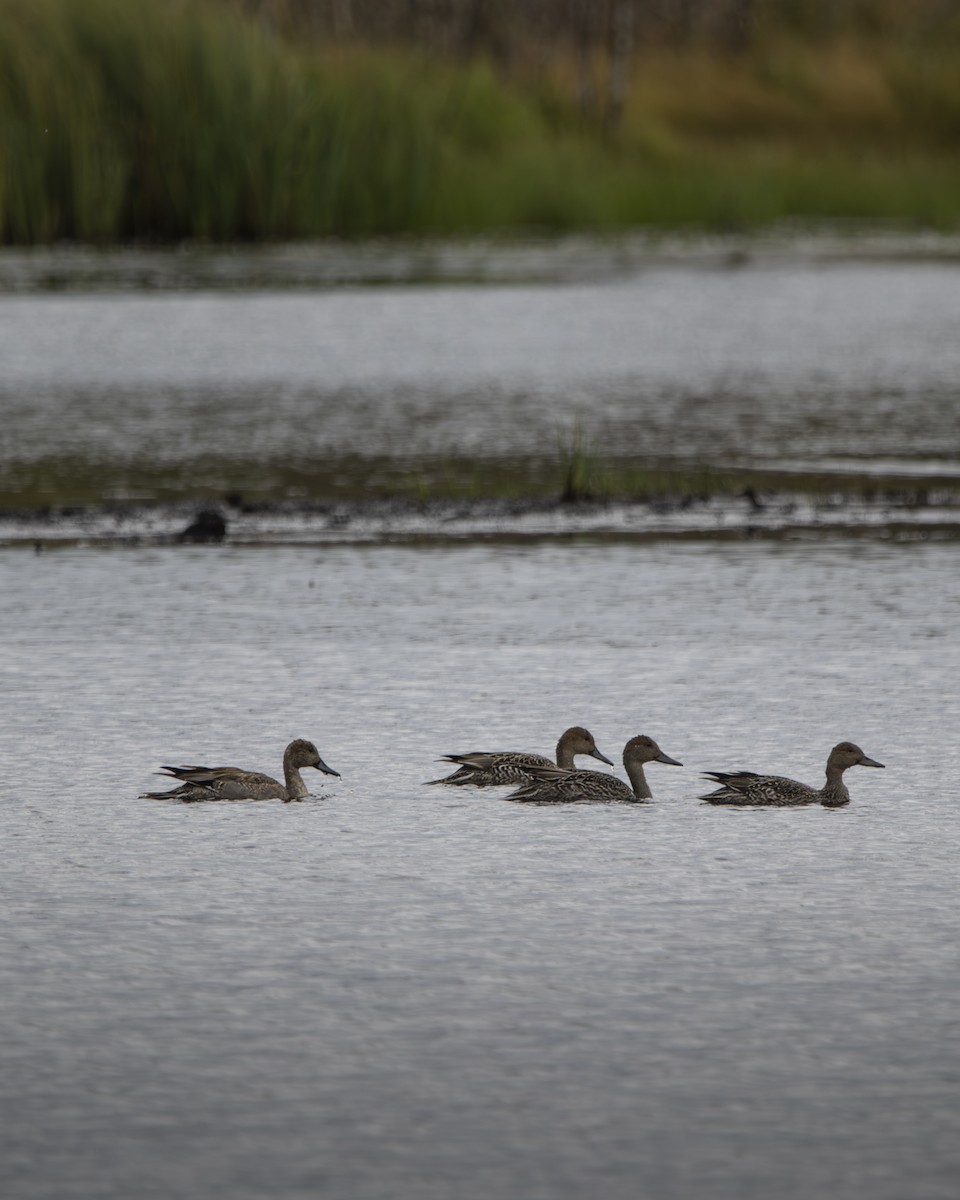 Northern Pintail - ML641039716