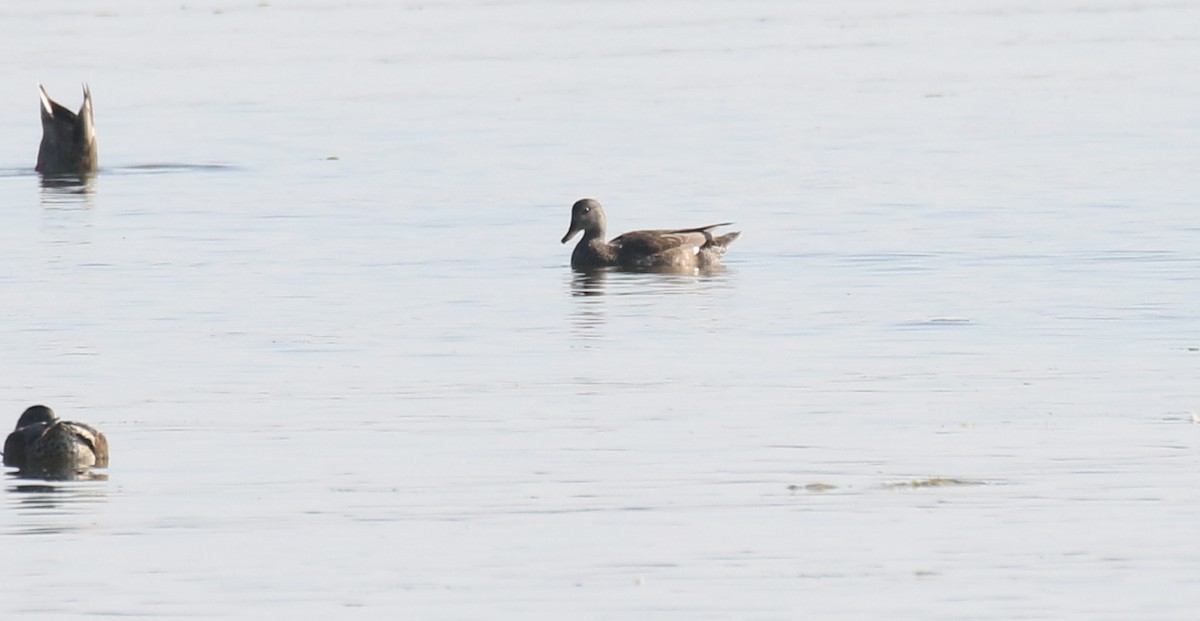 Gadwall - ML641039734