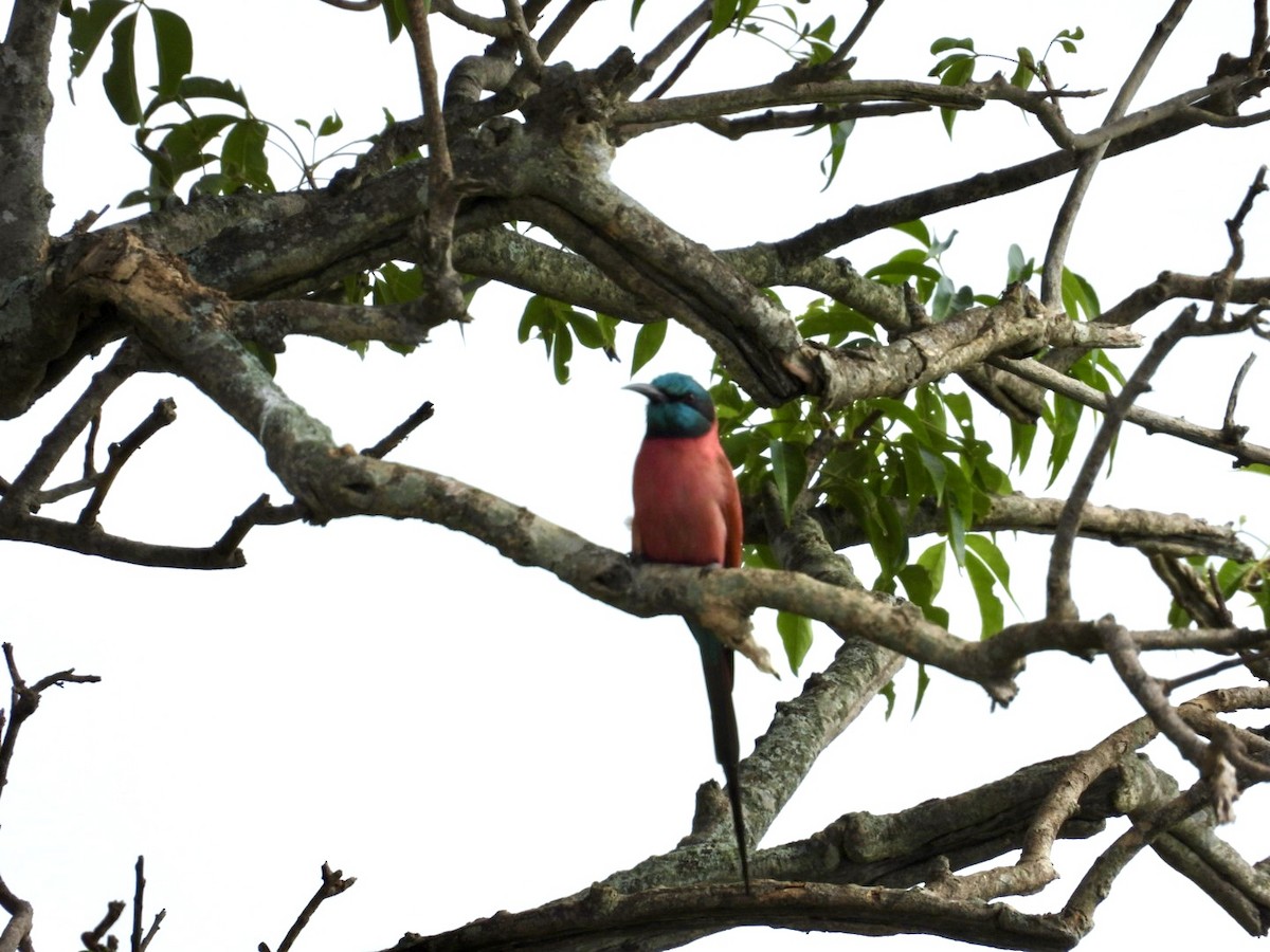 Northern Carmine Bee-eater - ML641039763