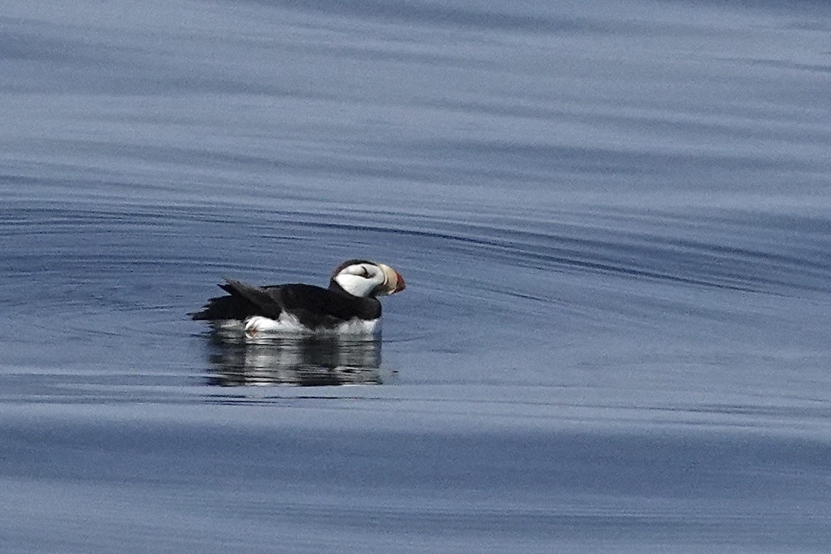 Horned Puffin - ML641039765