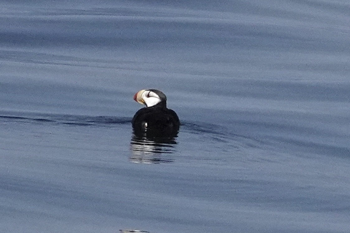 Horned Puffin - ML641039766