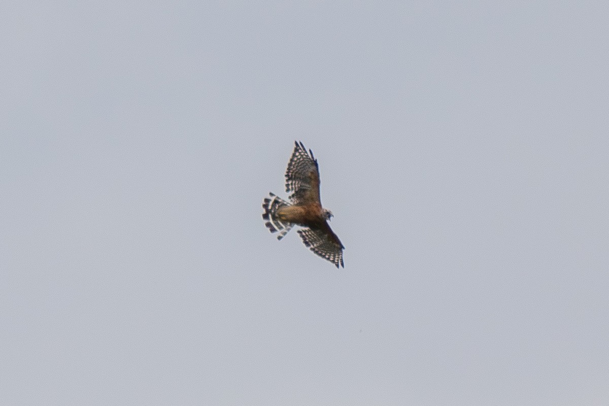 Red-shouldered Hawk - ML641039772