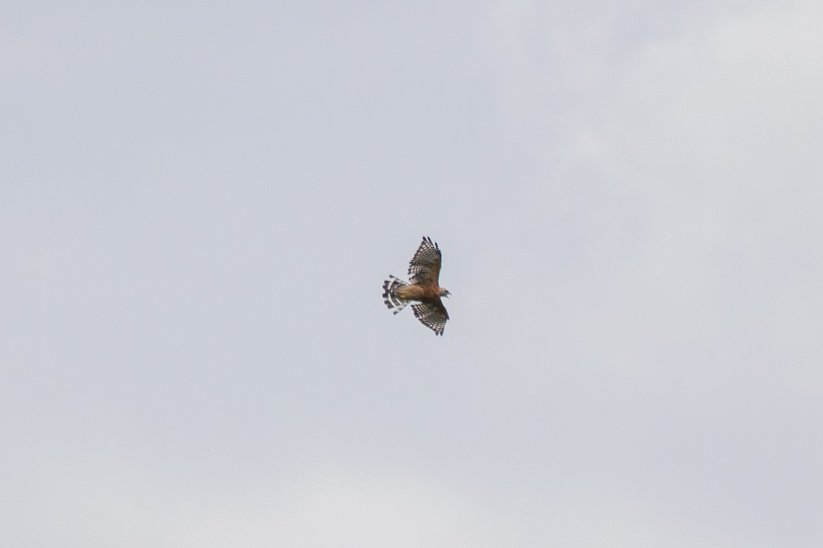 Red-shouldered Hawk - ML641039773