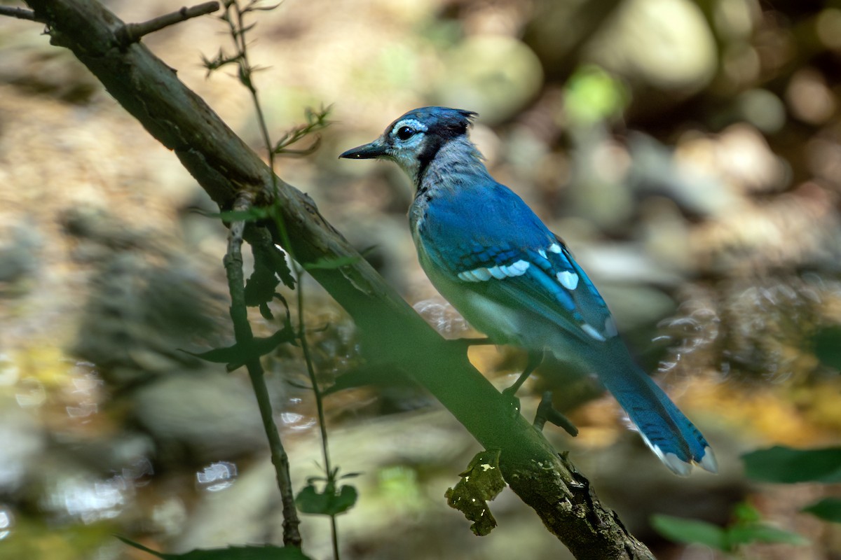 Blue Jay - ML641039802