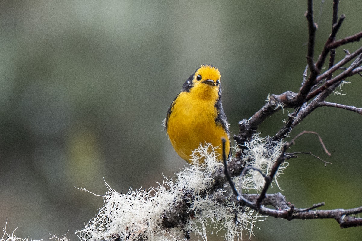 Golden-fronted Redstart - ML641039817