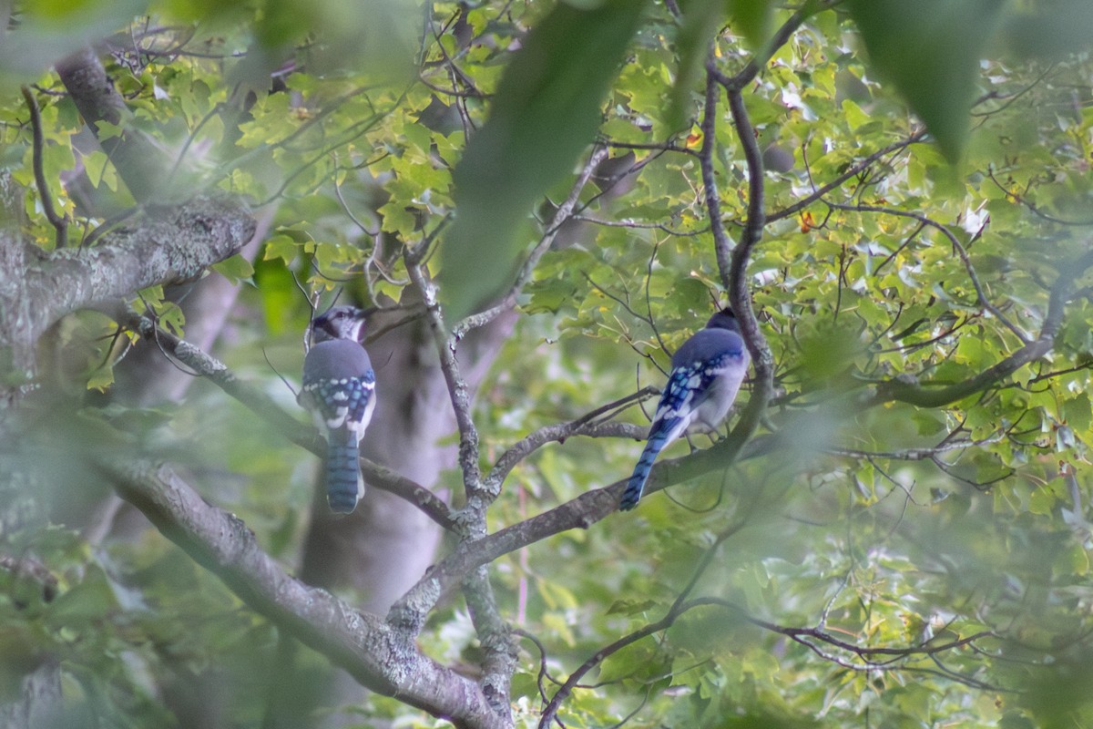 Blue Jay - ML641039829