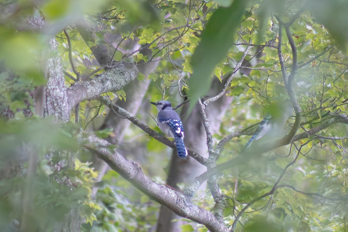 Blue Jay - ML641039830