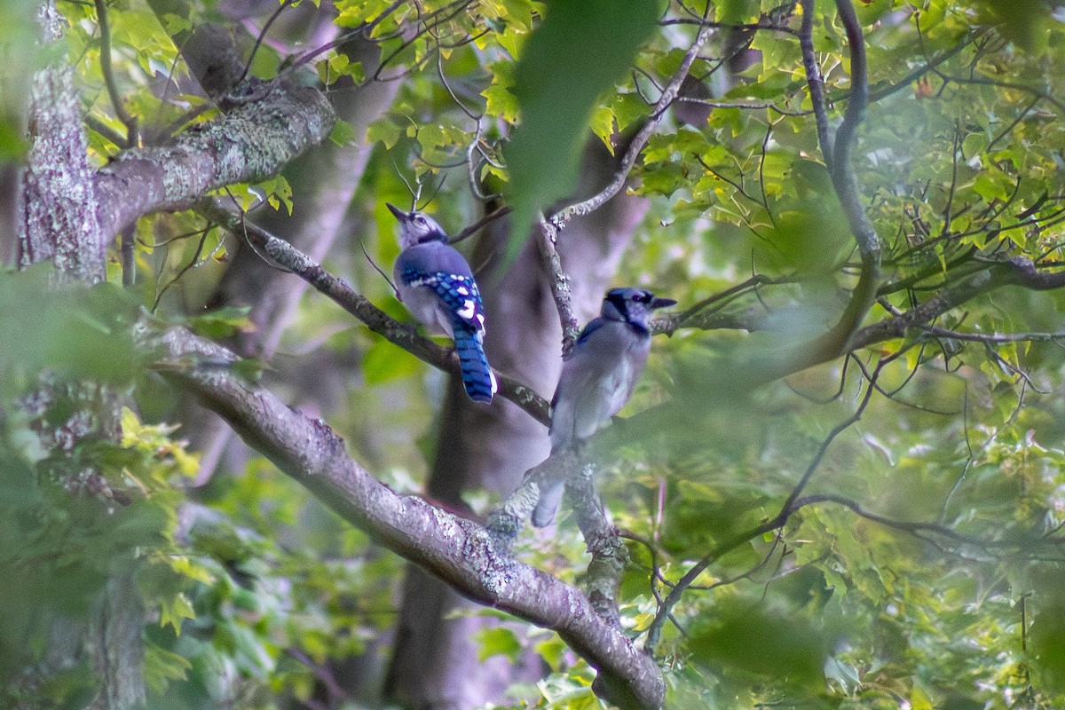 Blue Jay - ML641039832