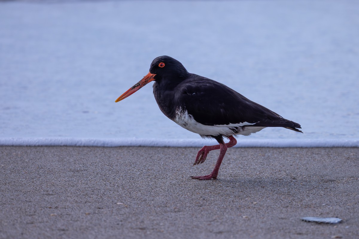 Variable Oystercatcher - ML641039875