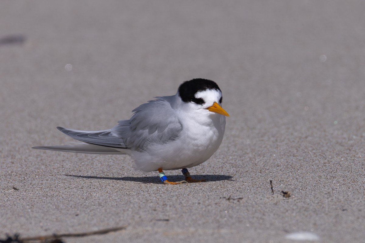 Australian Fairy Tern - ML641039886