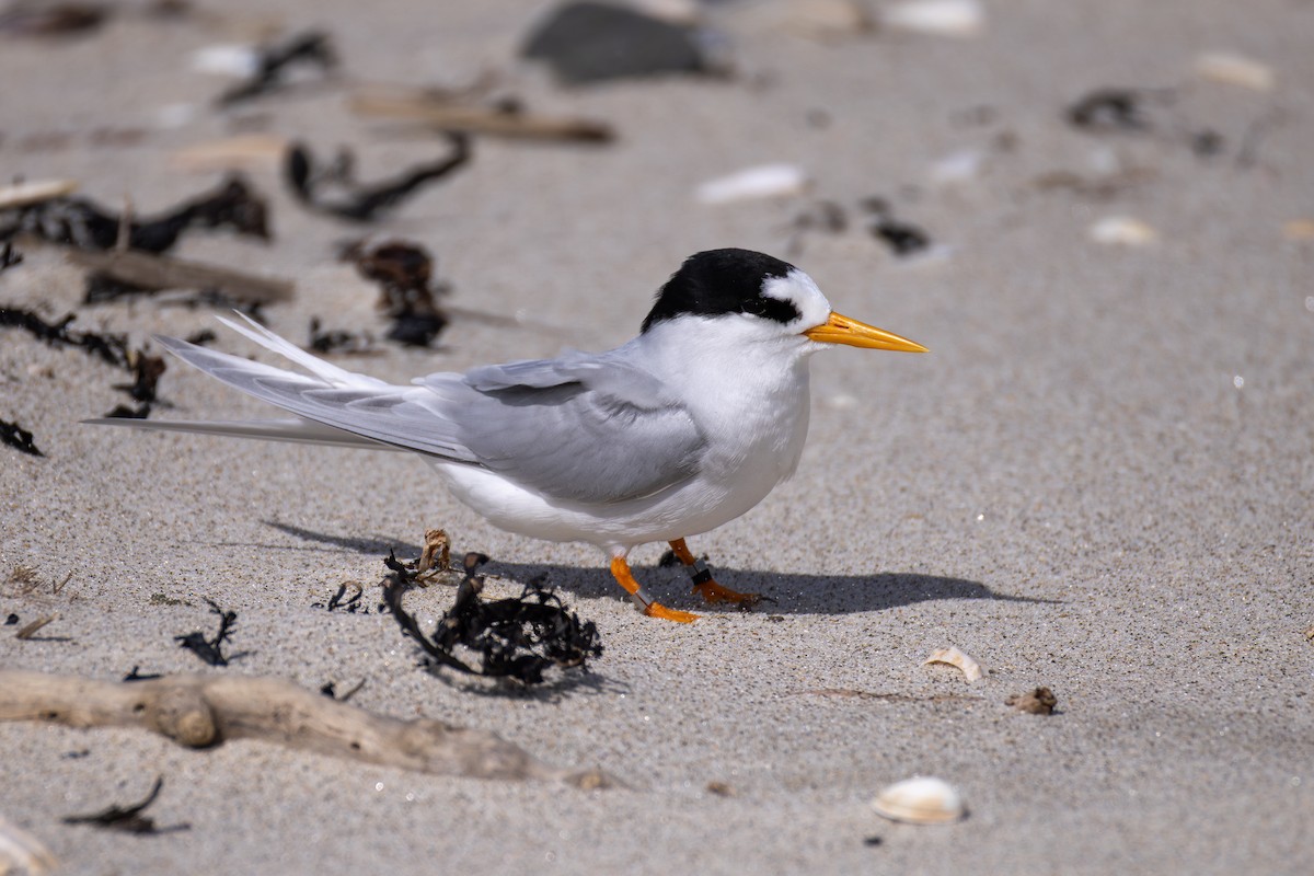 Australian Fairy Tern - ML641039887