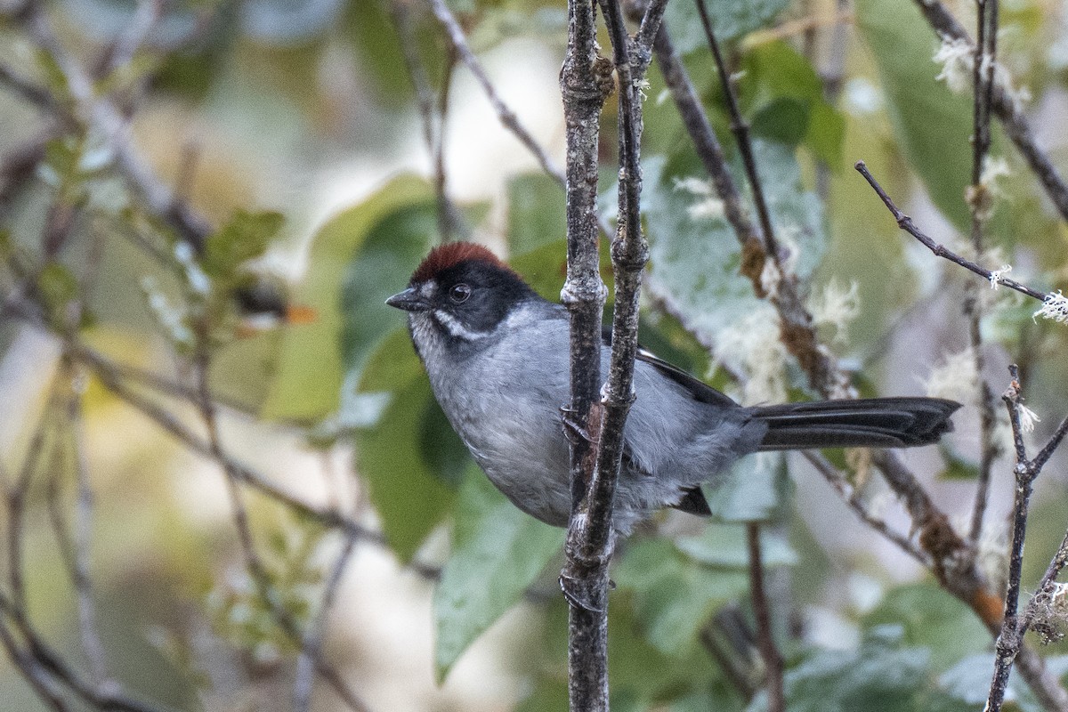 Northern Slaty Brushfinch - ML641039891