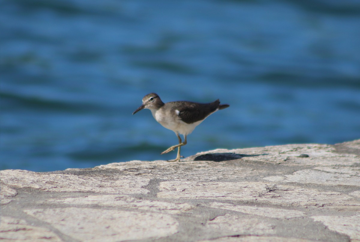 Spotted Sandpiper - ML641039914