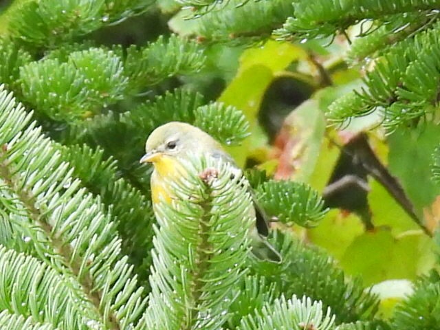 Northern Parula - ML641039916