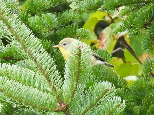 Northern Parula - ML641039917