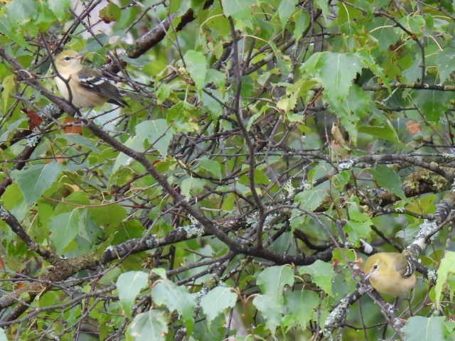 Bay-breasted Warbler - ML641039932