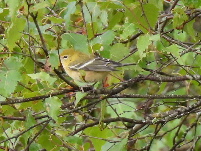 Bay-breasted Warbler - ML641039935