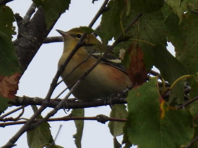 Bay-breasted Warbler - ML641039937