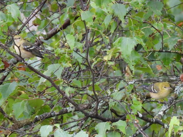 Bay-breasted Warbler - ML641039938