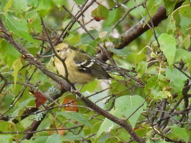Bay-breasted Warbler - ML641039941