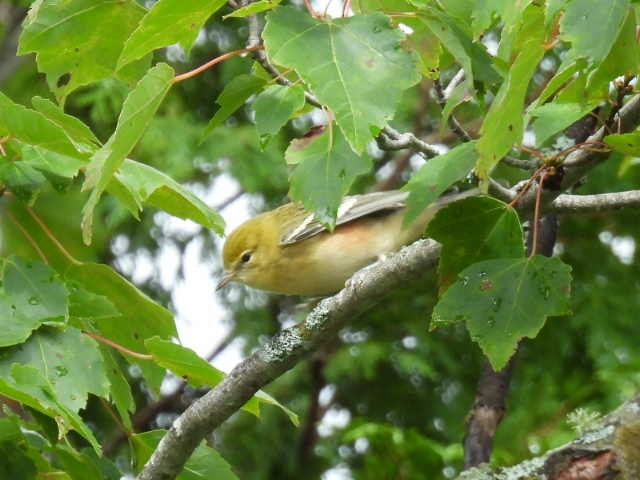 Bay-breasted Warbler - ML641039942