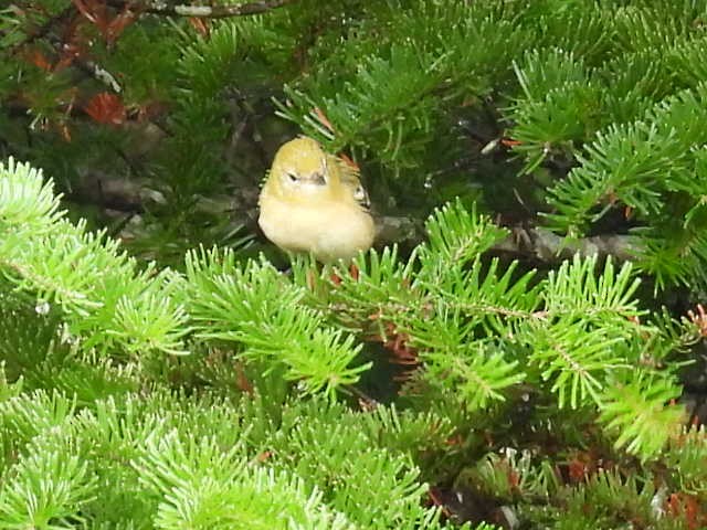 Bay-breasted Warbler - ML641039943