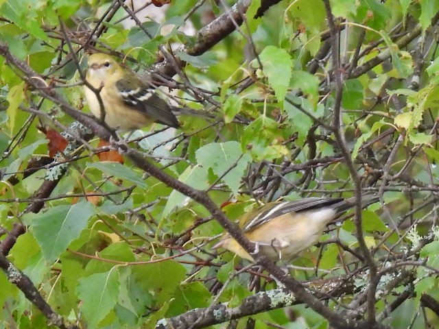 Bay-breasted Warbler - ML641039944