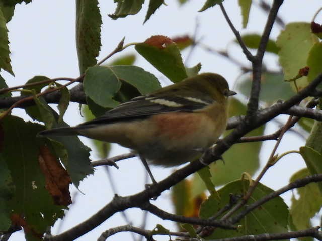 Bay-breasted Warbler - ML641039945
